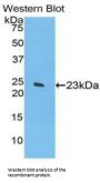 alpha Fodrin Antibody