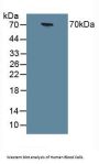 Chromogranin A (CHGA) Antibody