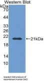 Amine Oxidase Copper Containing 1 (AOC1) Antibody