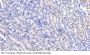 Amine Oxidase Copper Containing 1 (AOC1) Antibody