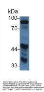 Amine Oxidase Copper Containing 1 (AOC1) Antibody