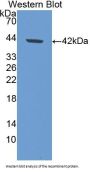 Amine Oxidase Copper Containing 1 (AOC1) Antibody