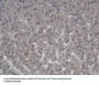 Amine Oxidase Copper Containing 1 (AOC1) Antibody