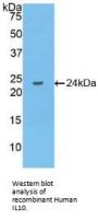 Interleukin 10 (IL10) Antibody