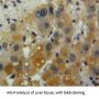 Interleukin 10 (IL10) Antibody