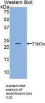 Interleukin 10 (IL10) Antibody