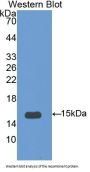Interleukin 15 (IL15) Antibody