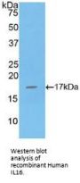 Interleukin 16 (IL16) Antibody