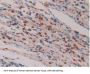 Interleukin 16 (IL16) Antibody