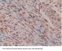 Interleukin 16 (IL16) Antibody