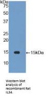 IL34 Antibody