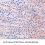 IL34 Antibody