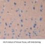 Janus Kinase 2 Antibody