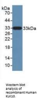 Kallikrein 10 (KLK10) Antibody