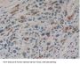 Kallikrein 10 (KLK10) Antibody