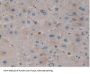 Kallikrein 10 (KLK10) Antibody