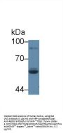 Lactoperoxidase (LPO) Antibody