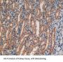 Lactoperoxidase (LPO) Antibody