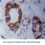 Neurofibromin 2 (NF2) Antibody