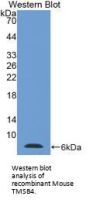 Thymosin Beta 4 (TMSB4) Antibody
