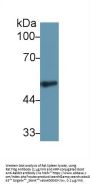 Fibrinogen Gamma (FGG) Antibody