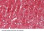 Fibrinogen Gamma (FGG) Antibody