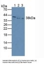 Inhibin Beta C (INHbC) Antibody