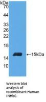 Inhibin Beta C (INHbC) Antibody