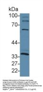 Inhibin Beta C (INHbC) Antibody
