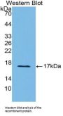 Semaphorin 3A (SEMA3A) Antibody
