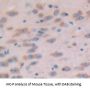 Semaphorin 3A (SEMA3A) Antibody