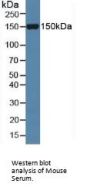 Slit Homolog 1 (Slit1) Antibody