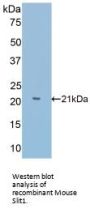 Slit Homolog 1 (Slit1) Antibody