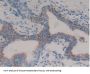 Slit Homolog 1 (Slit1) Antibody