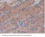Slit Homolog 1 (Slit1) Antibody