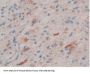 Slit Homolog 1 (Slit1) Antibody