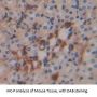 Sulfite Oxidase (SUOX) Antibody
