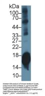 Alpha Synuclein (SNCA) Antibody