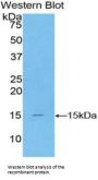 T-Box Protein 3 Antibody