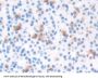 T-Box Protein 3 Antibody