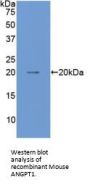 Angiopoietin 1 (ANGPT1) Antibody
