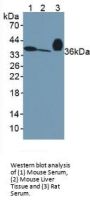 Apolipoprotein E (APOE) Antibody