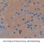 Apolipoprotein E (APOE) Antibody