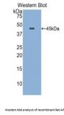 Apolipoprotein E (APOE) Antibody