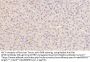 Apolipoprotein E (APOE) Antibody