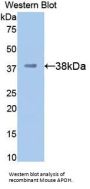 Apolipoprotein H (APOH) Antibody