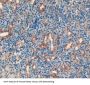 Apolipoprotein H (APOH) Antibody