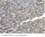 Catenin Beta 1 (CTNNb1) Antibody