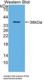 Beta-Defensin 1 (DEFB1) Antibody