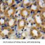 Beta-Defensin 1 (DEFB1) Antibody